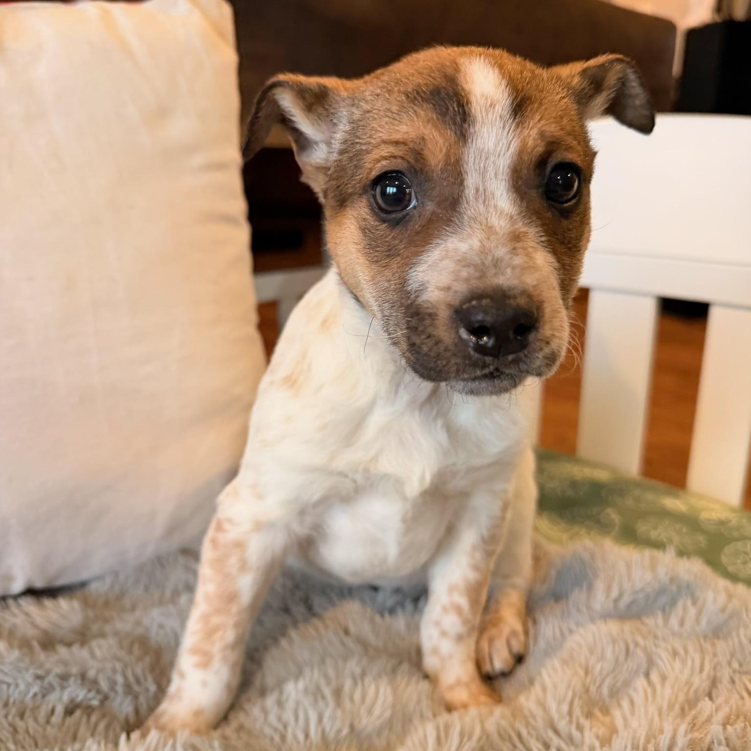 Sydney , ADOPTABLE, Puppy Female Jack Russell Terrier & Australian Cattle Dog / Blue Heeler.
