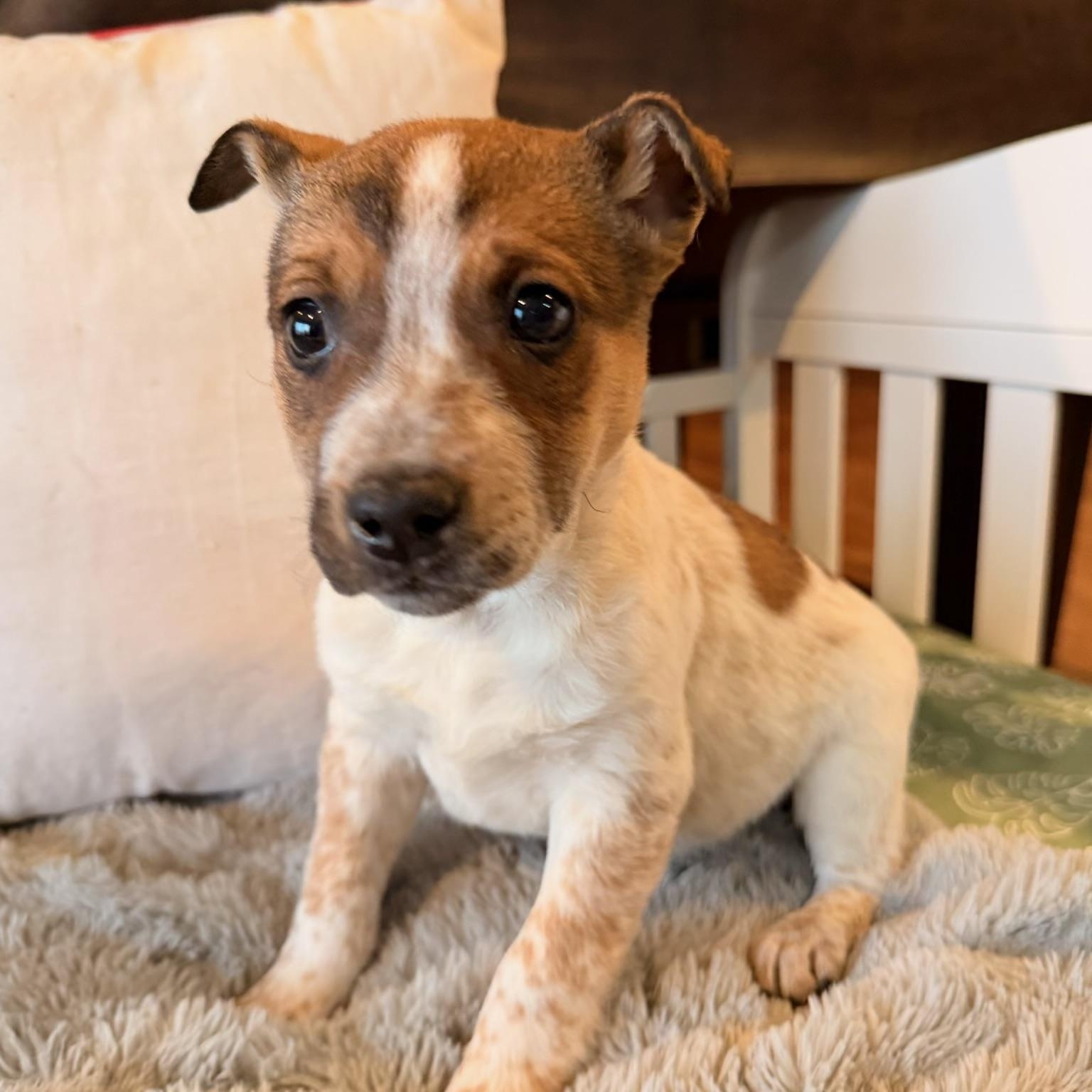 Enlarge Sydney , a ADOPTABLE mixed breed in North Freedom, WI image 3/3