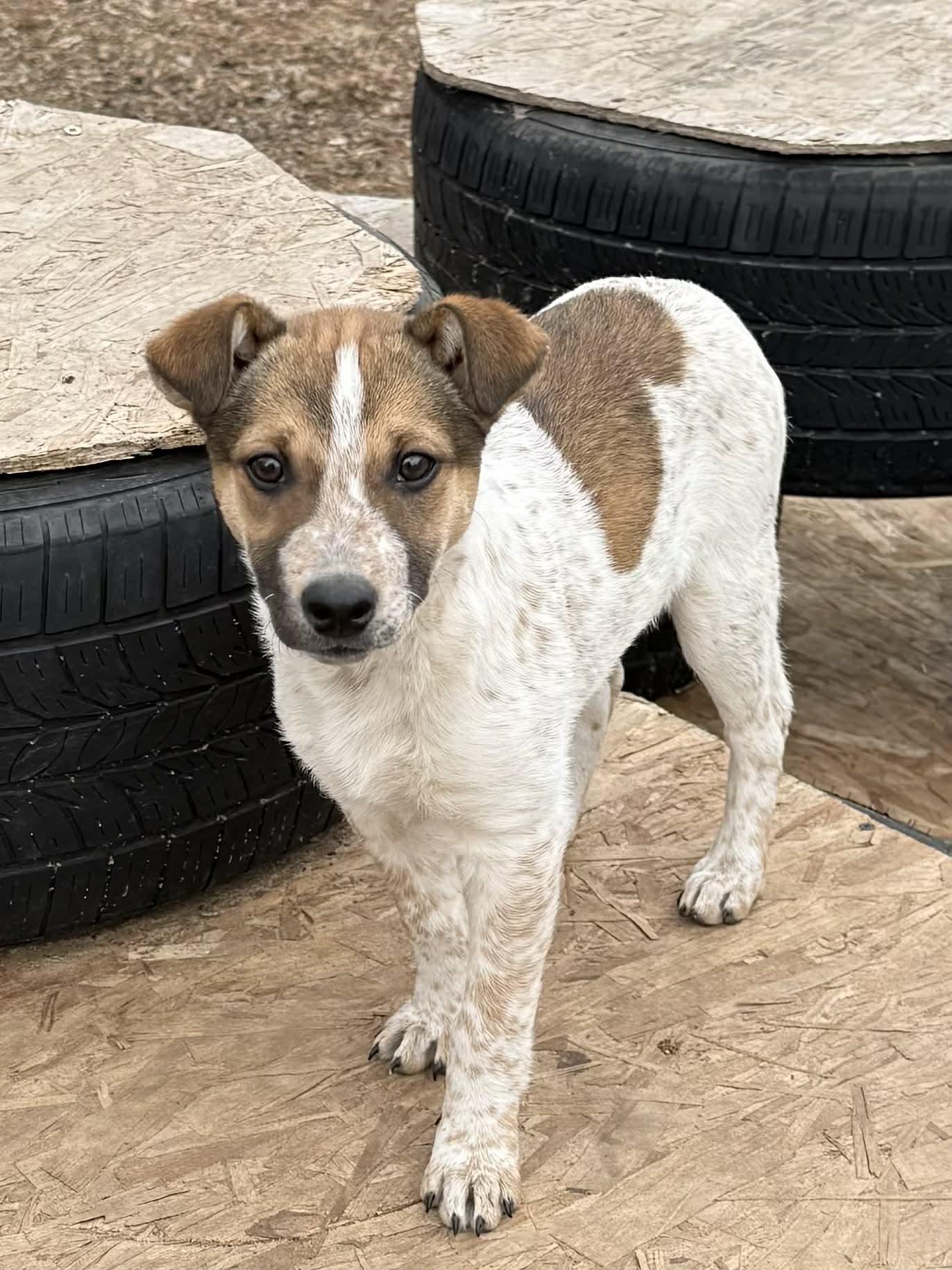 Enlarge Sydney , an adoption pending mixed breed in North Freedom, WI image 1/3