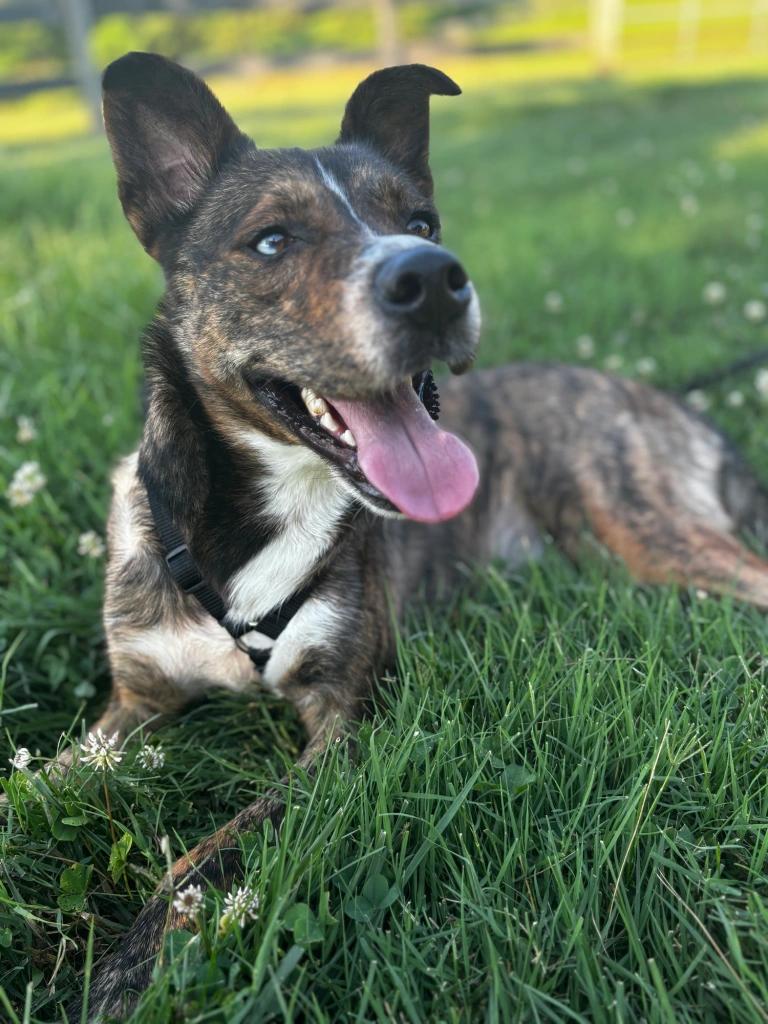 Bear, Adopted, Young Male Dutch Shepherd.
