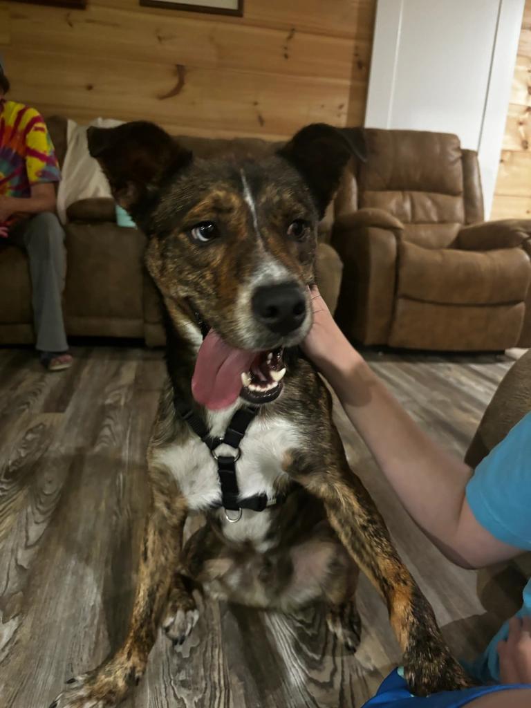 Enlarge Bear, a Adopted Dutch Shepherd in Knoxville, TN image 2/4