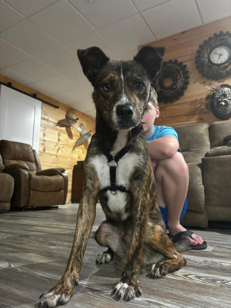 Enlarge Bear, a Adopted Dutch Shepherd in Knoxville, TN image 3/4