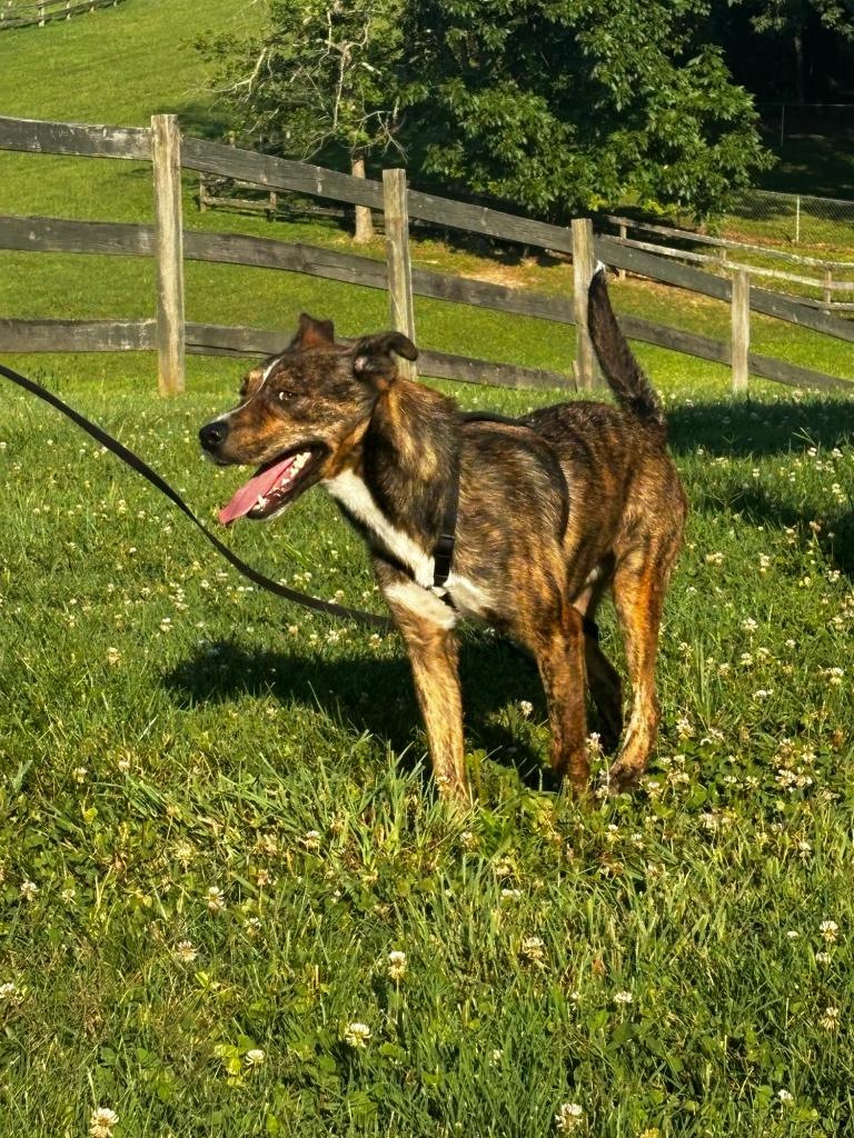 Enlarge Bear, a Adopted Dutch Shepherd in Knoxville, TN image 4/4