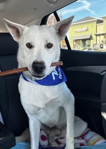 Enlarge Hank -- LONGTIME RESIDENT!, an adopted White German Shepherd in Thousand Oaks, CA image 2/2