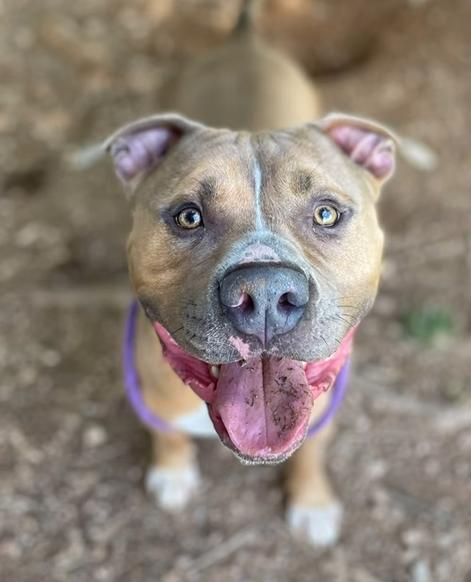 Tino, a Adoptable mixed breed in Baltimore, MD image 1/3