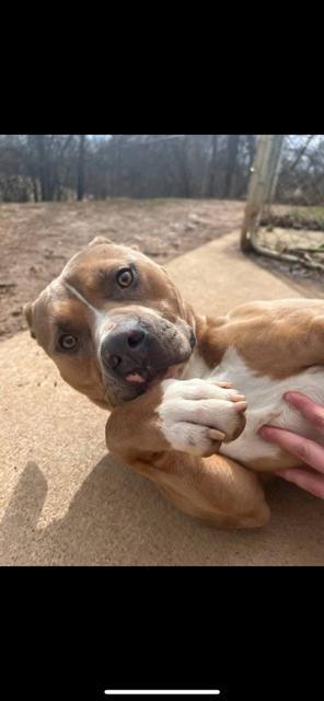 Tino, a Adoptable mixed breed in Baltimore, MD image 3/3