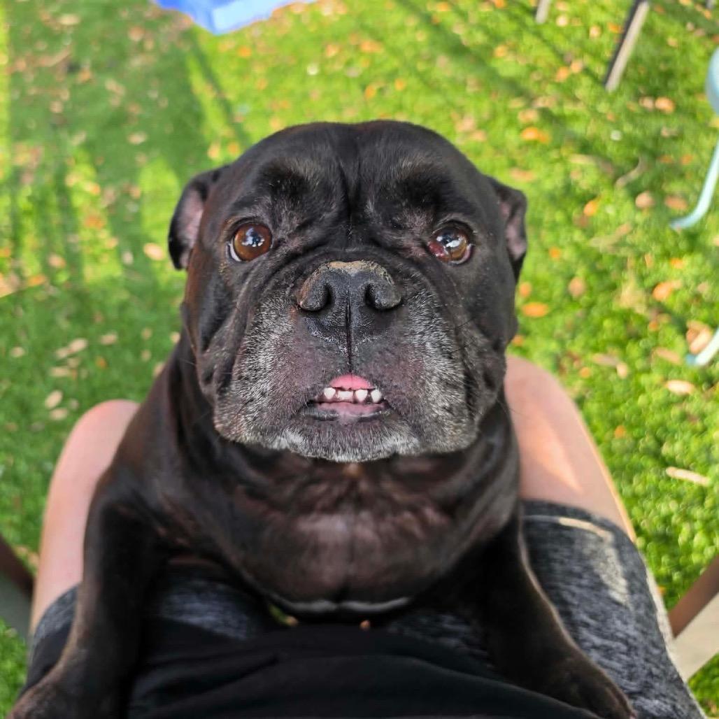 Stella, Adoptable, Adult Female American Bulldog.
