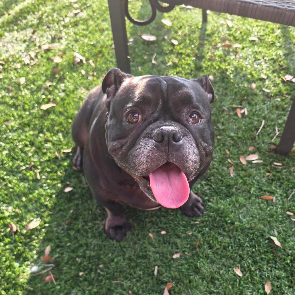 Enlarge Stella, a Adoptable American Bulldog in Port Richey, FL image 2/6