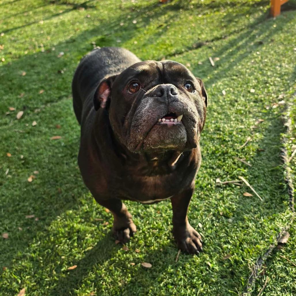 Enlarge Stella, a Adoptable American Bulldog in Port Richey, FL image 3/6