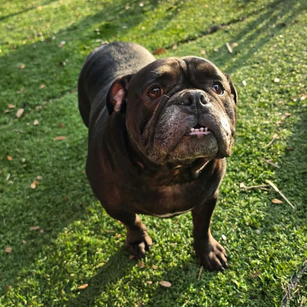 Enlarge Stella, a Adoptable American Bulldog in Port Richey, FL image 5/6
