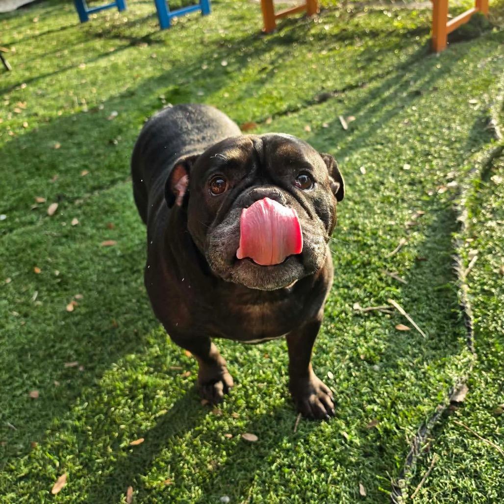 Enlarge Stella, a Adoptable American Bulldog in Port Richey, FL image 6/6