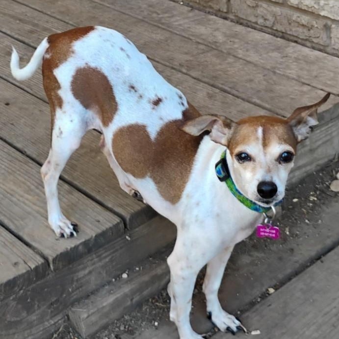 Patches, a Adoptable Terrier in Barrington Hills, IL image 2/3