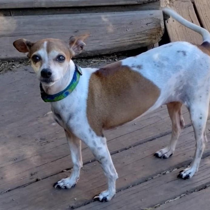 Patches, a Adoptable Terrier in Barrington Hills, IL image 3/3