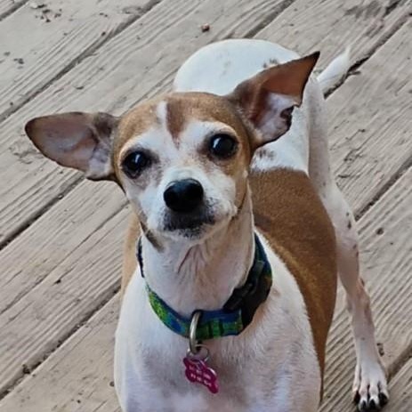 Patches, a Adoptable Terrier in Barrington Hills, IL image 1/3