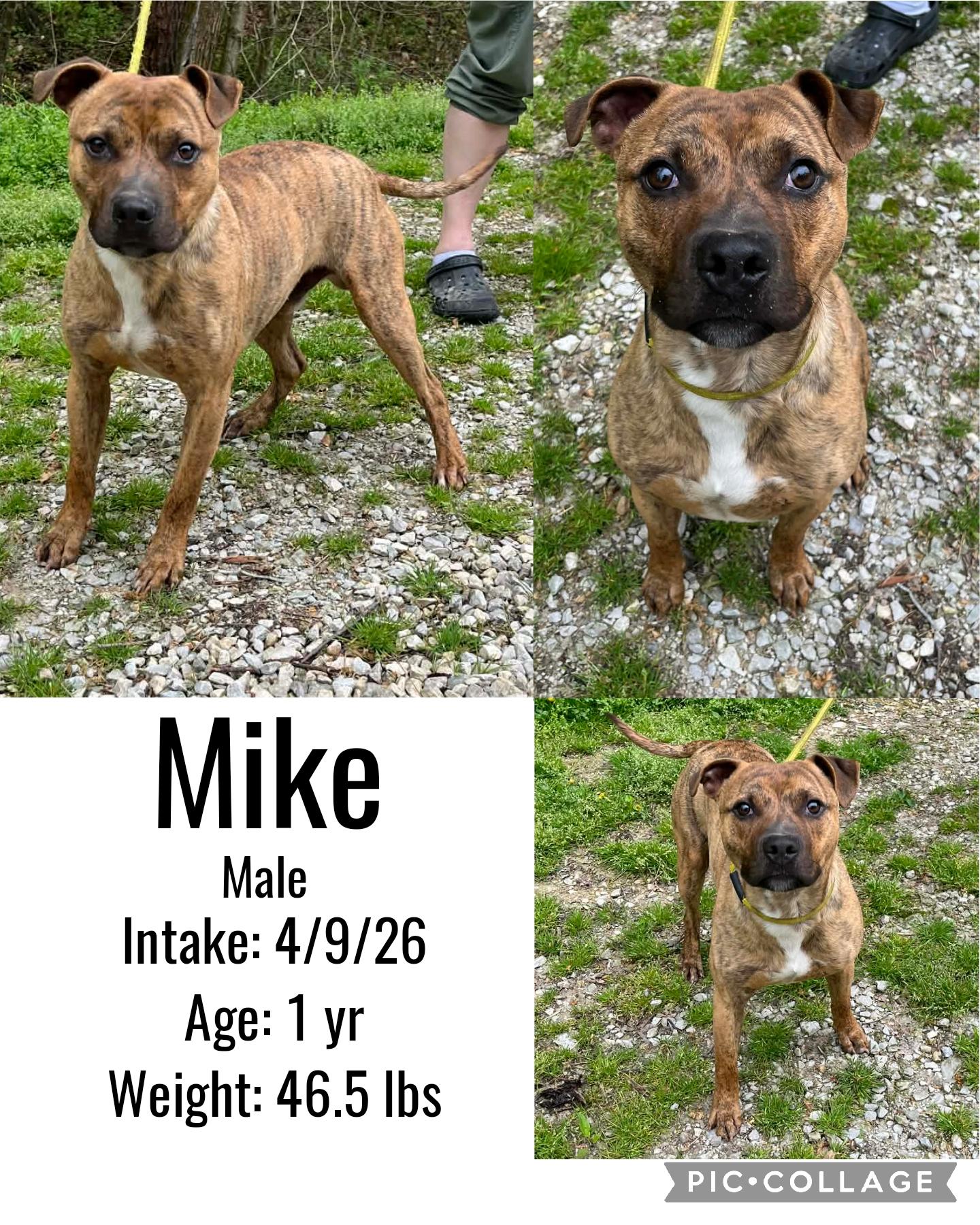 Enlarge Mike, a ADOPTABLE mixed breed in Staffordsville, KY image 1/1
