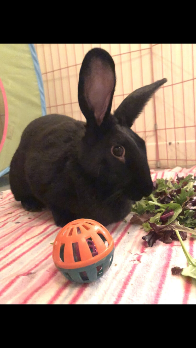 Licorice & Barney, Adult Female unknown