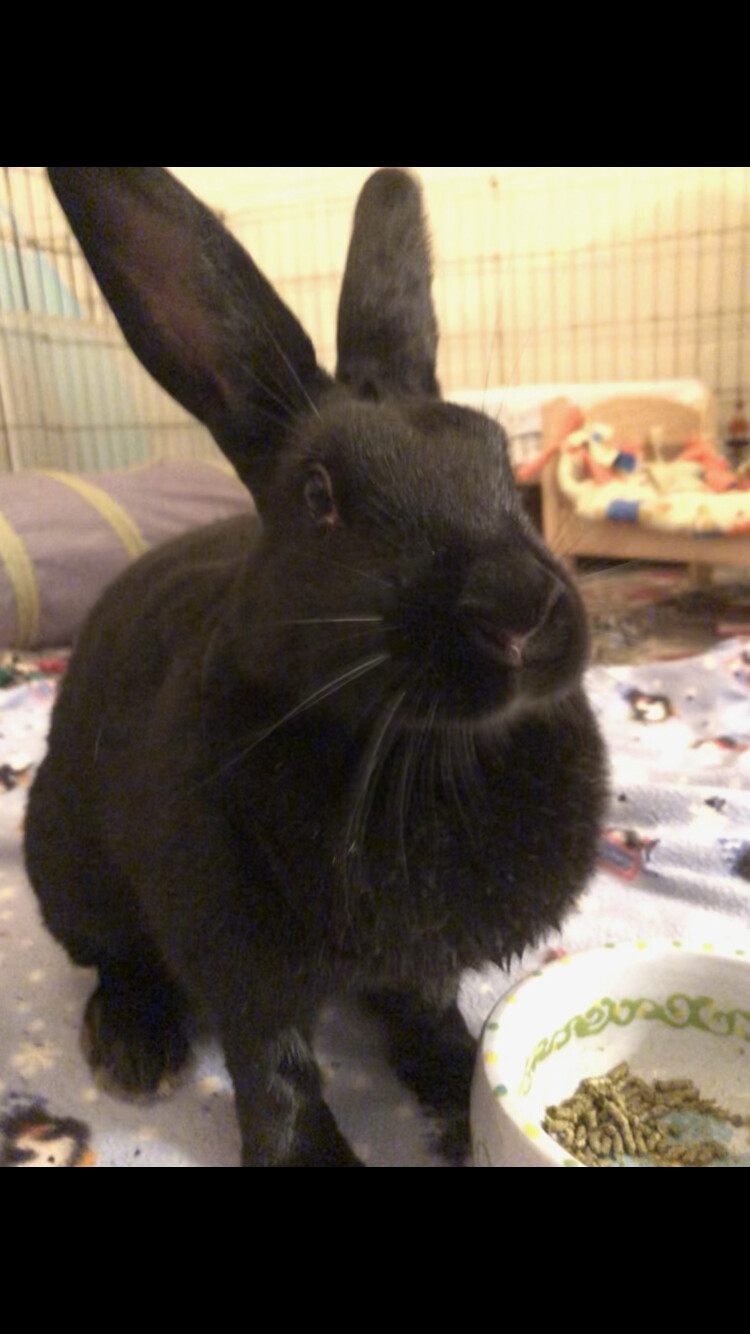 Enlarge Licorice & Barney, a Adoptable mixed breed in Palatine, IL image 2/5