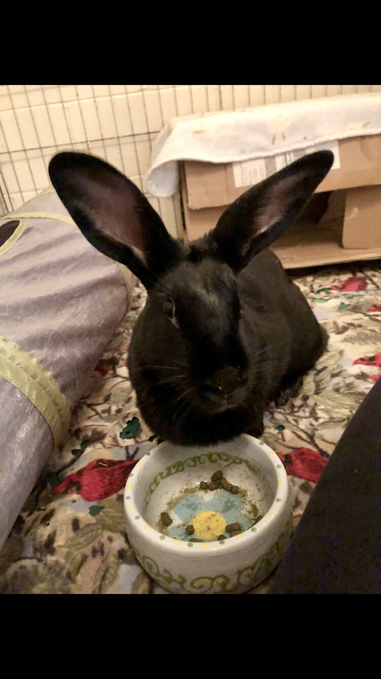 Enlarge Licorice & Barney, a Adoptable mixed breed in Palatine, IL image 3/5