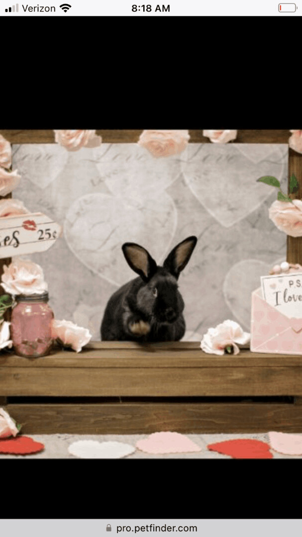 Licorice & Barney photo 5