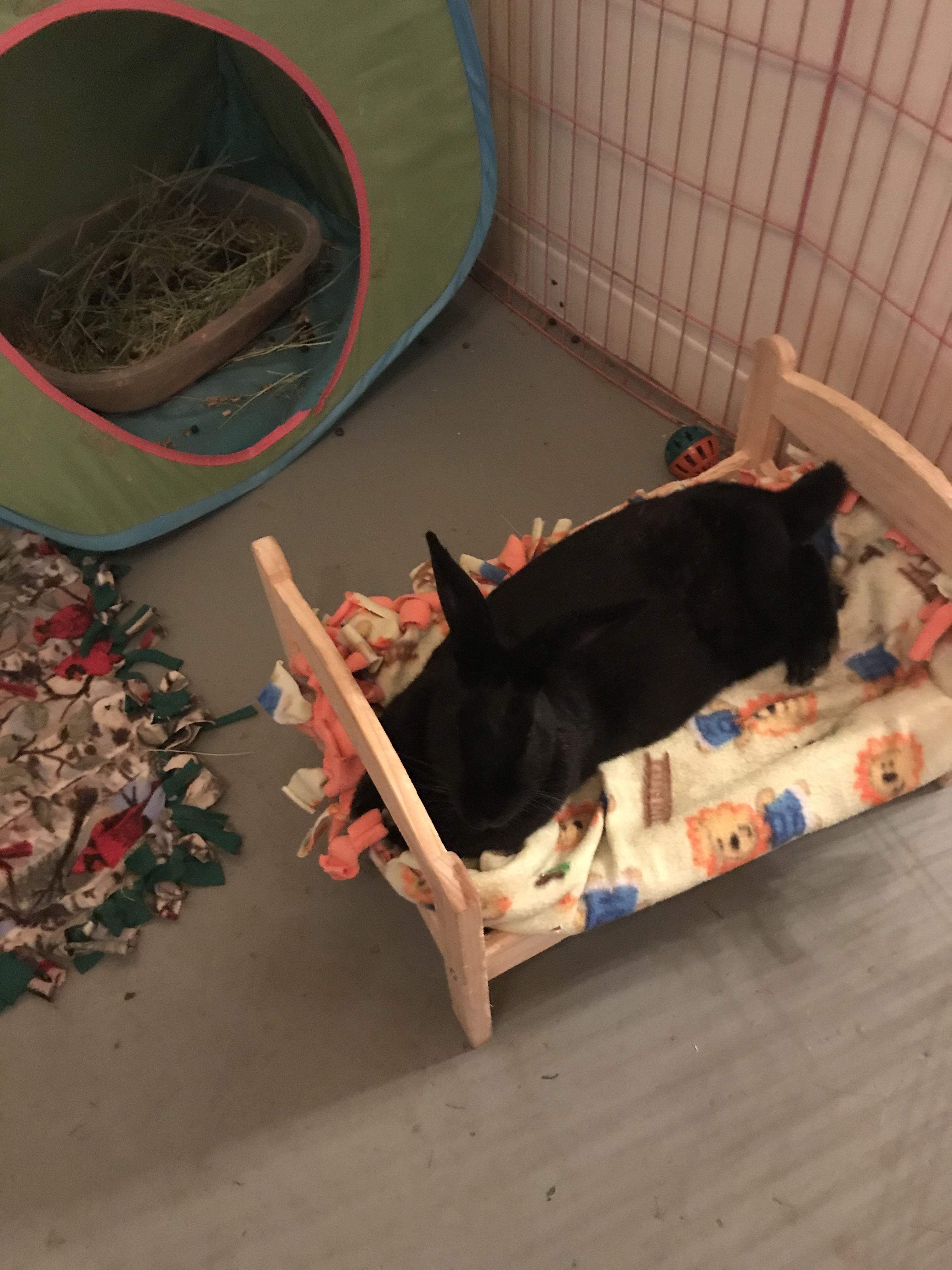 Enlarge Licorice & Barney, a Adoptable mixed breed in Palatine, IL image 5/5