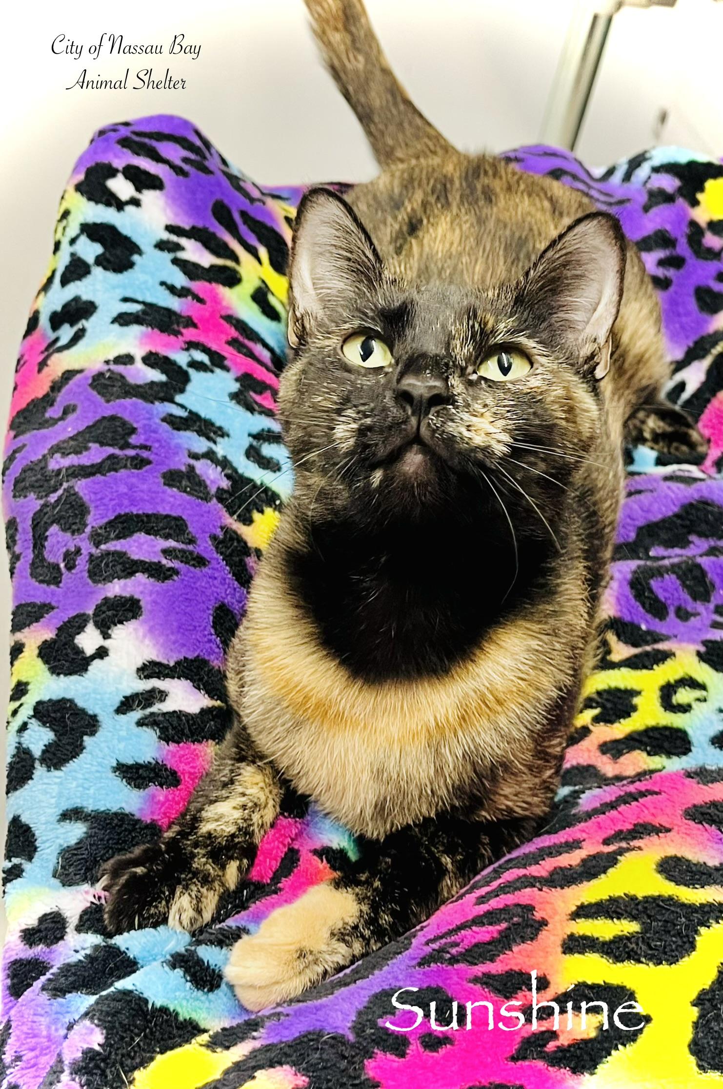 F21-26 Sunshine, Adoptable, Young Female Tortoiseshell.