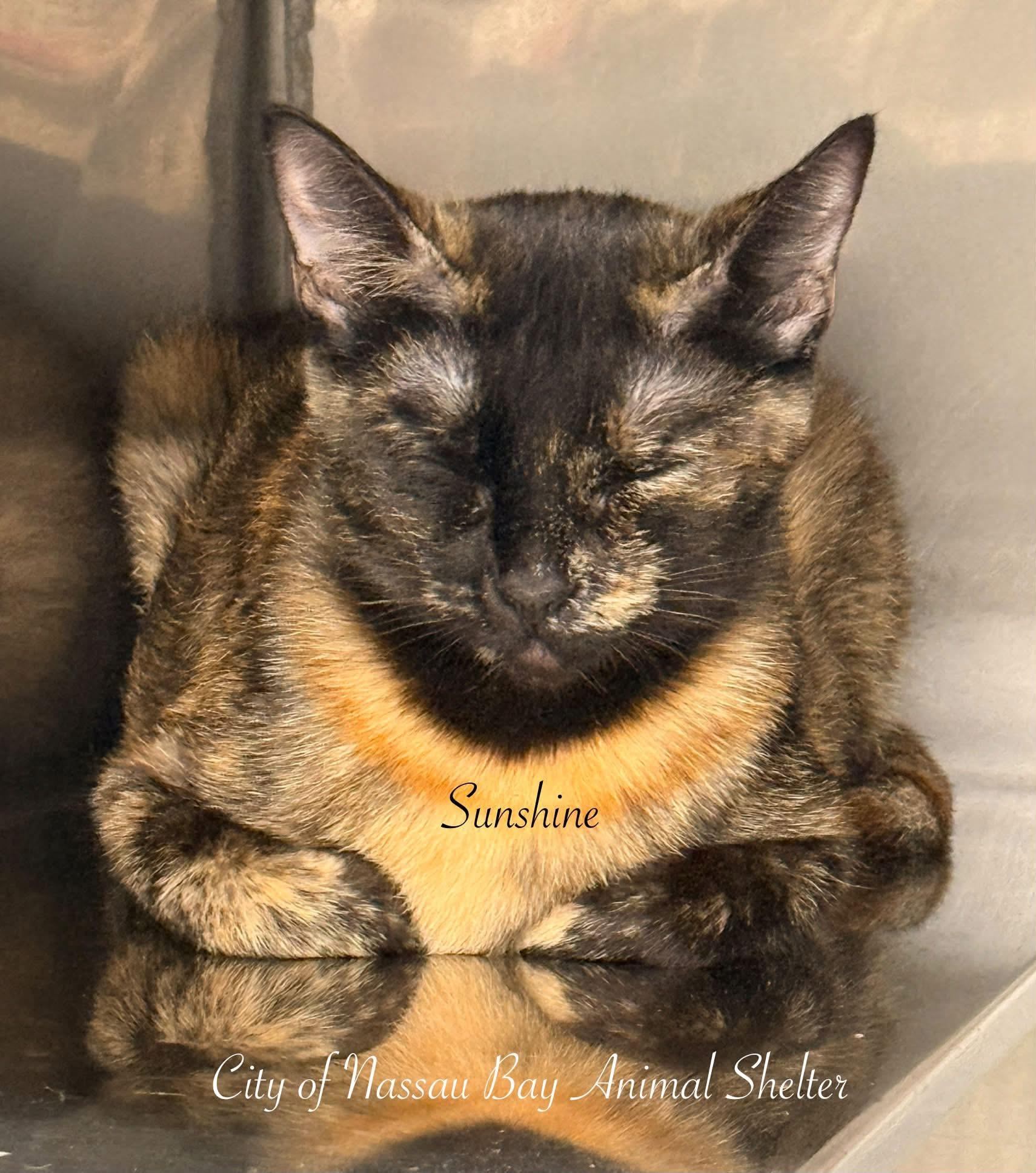 Enlarge F21-26 Sunshine, a Adoptable Tortoiseshell in Nassau Bay, TX image 3/3