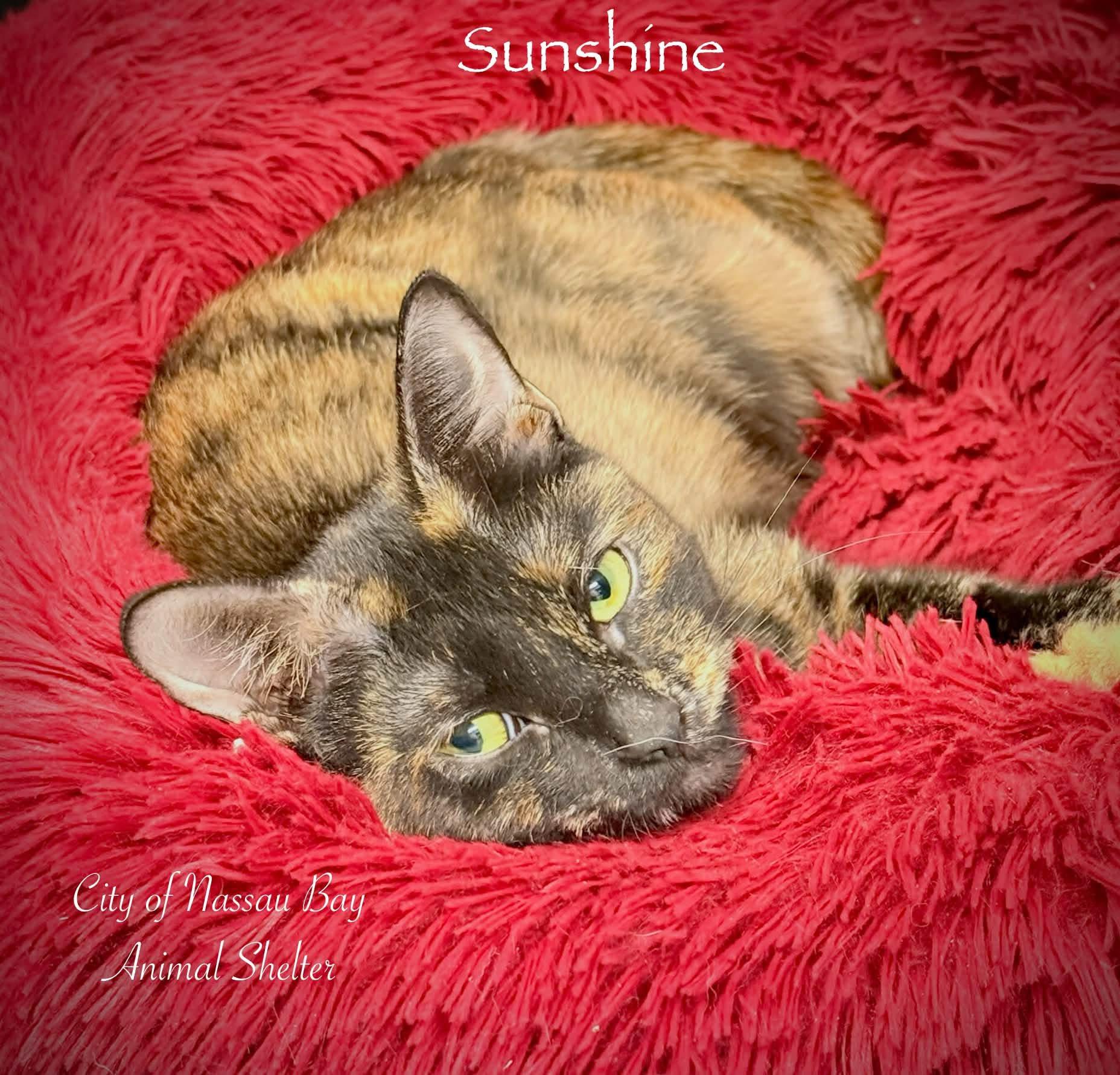 Enlarge F21-26 Sunshine, a Adoptable Tortoiseshell in Nassau Bay, TX image 2/3