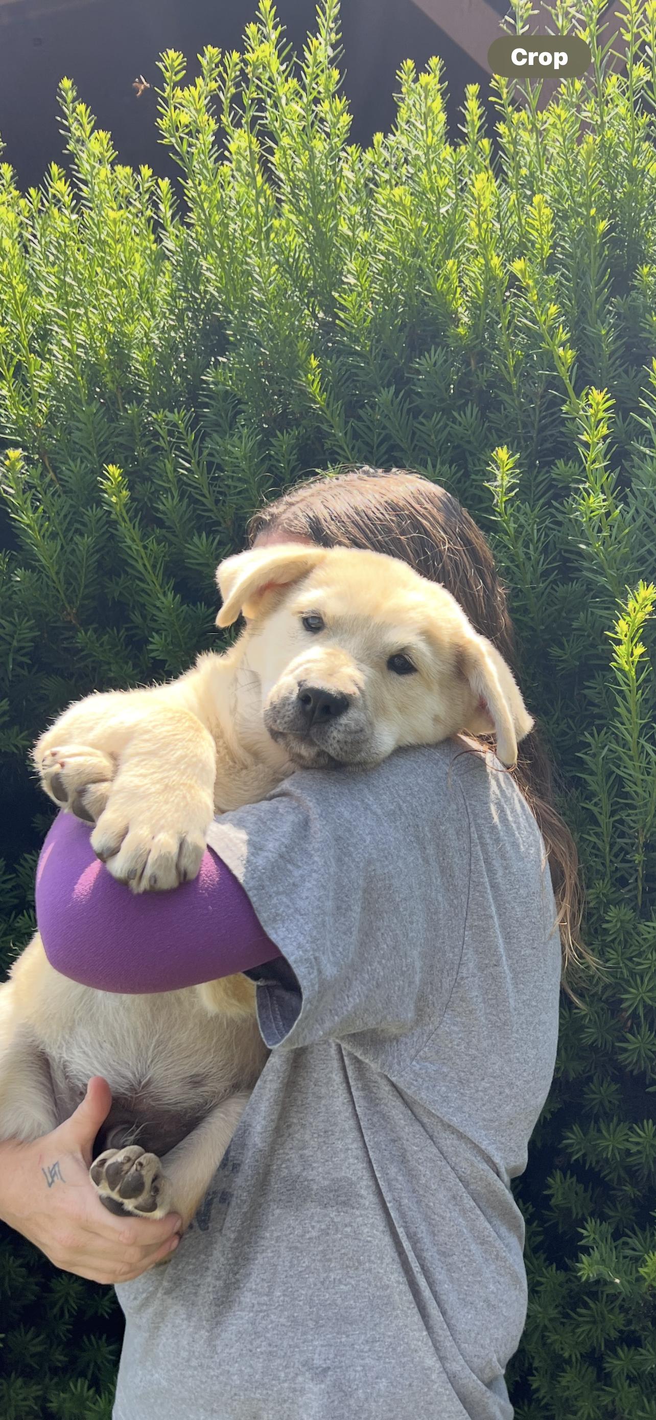 champagne, Adoptable, Young Male Chow Chow & Labrador Retriever.