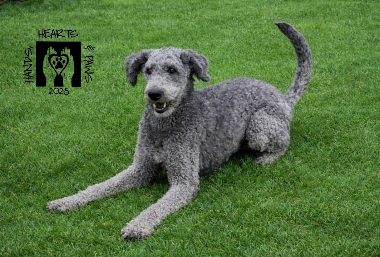 Corvair, Adoptable, Adult Male Australian Shepherd & Poodle.