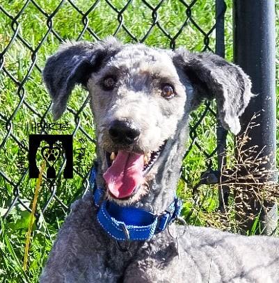 Corvair, a Adoptable mixed breed in Omaha, NE image 2/6