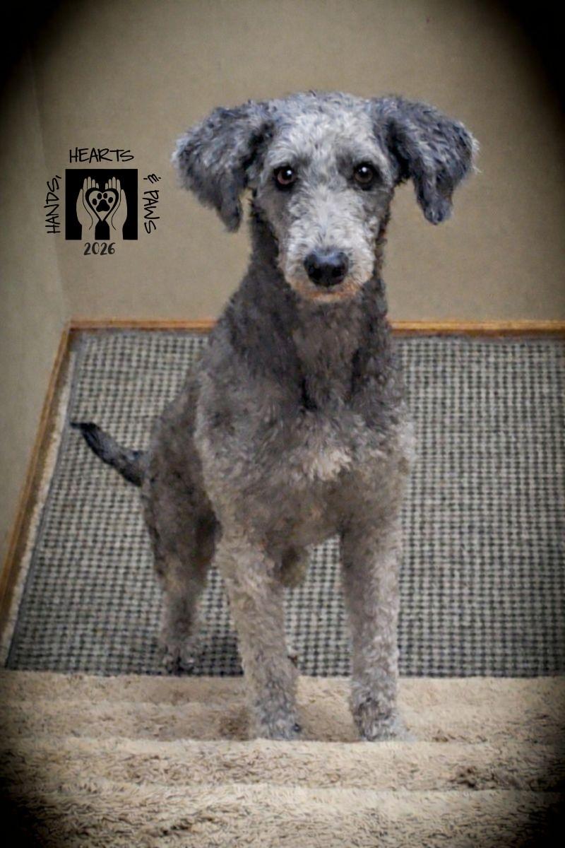 Enlarge Corvair, a Adopted mixed breed in Omaha, NE image 1/6
