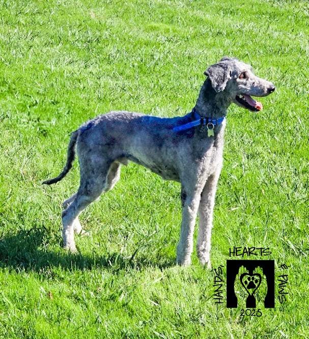 Corvair, a Adoptable mixed breed in Omaha, NE image 3/6