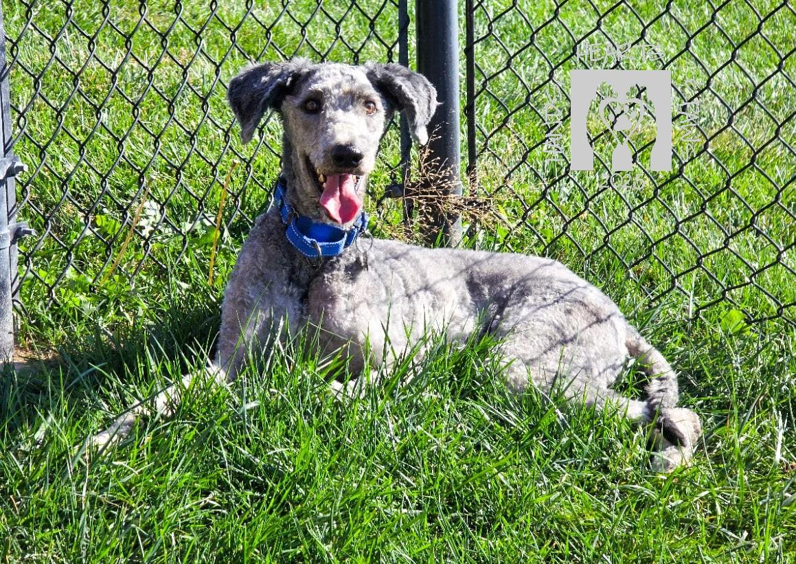 Corvair, a Adoptable mixed breed in Omaha, NE image 4/6