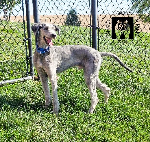 Corvair, a Adoptable mixed breed in Omaha, NE image 5/6