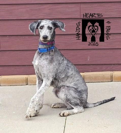 Corvair, Adoptable, Adult Male Australian Shepherd & Poodle.