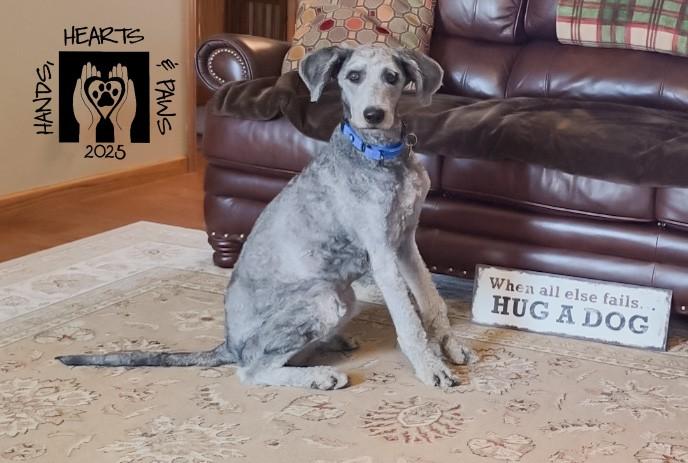 Corvair, a Adoptable mixed breed in Omaha, NE image 6/6