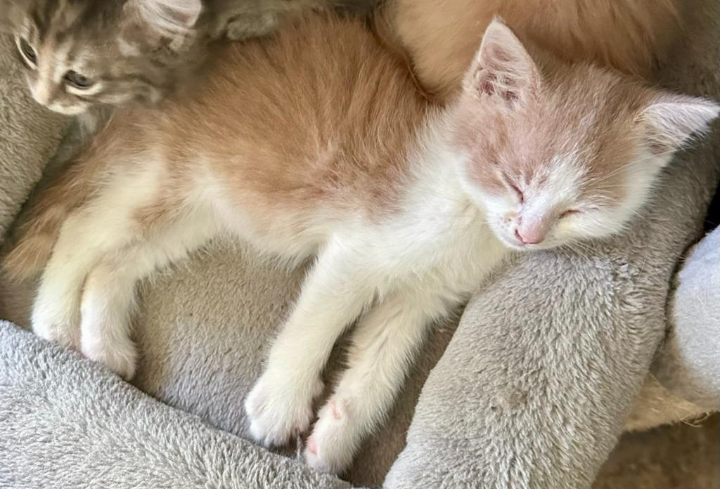 Lynx, a Adoptable mixed breed in Urbandale, IA image 1/3