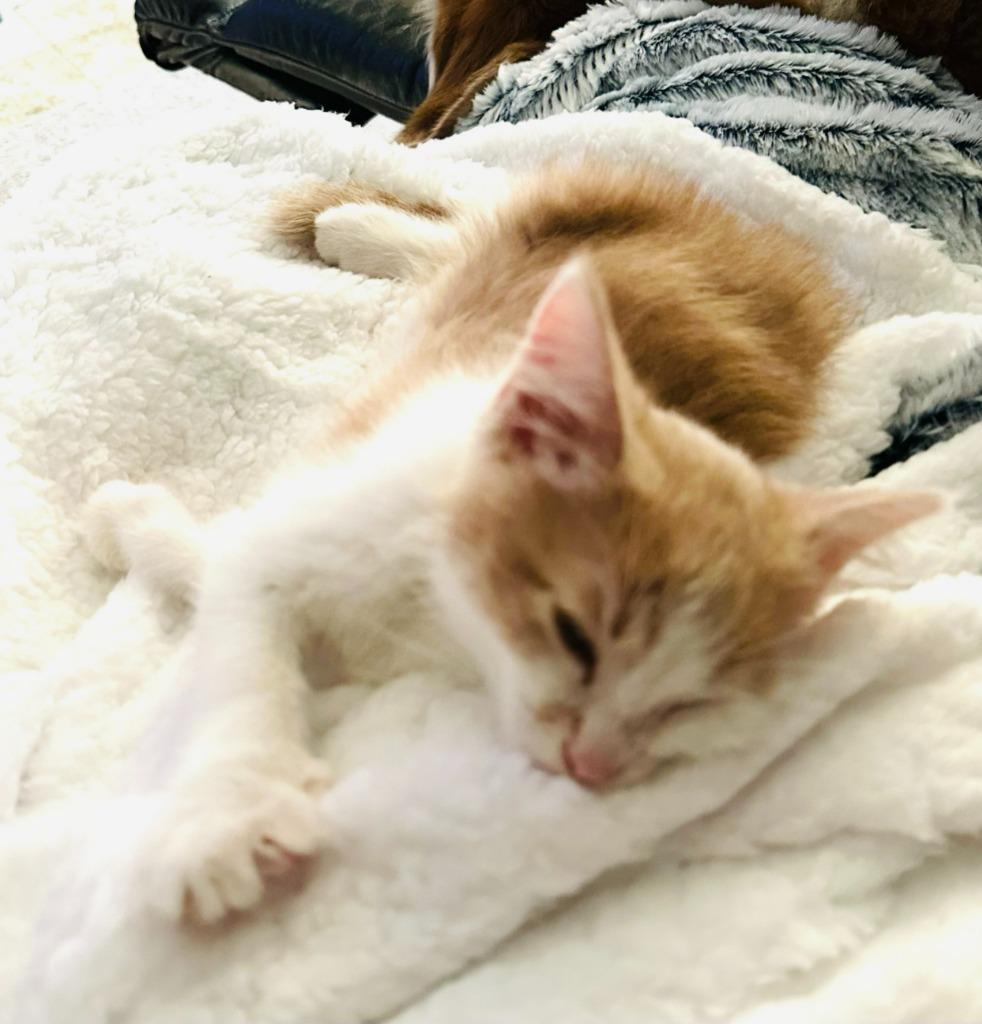 Lynx, a Adoptable mixed breed in Urbandale, IA image 2/3
