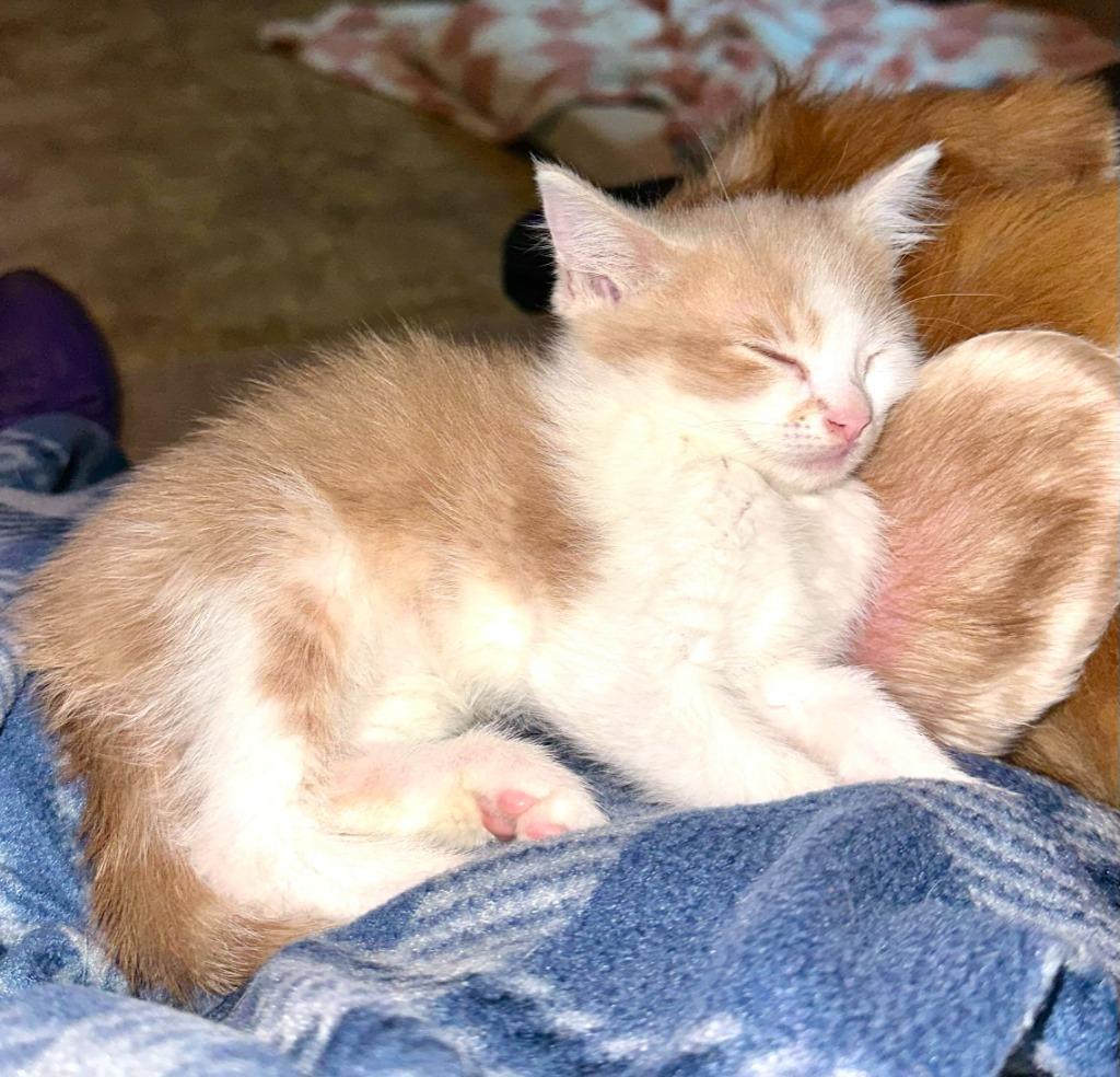 Lynx, a Adoptable mixed breed in Urbandale, IA image 3/3