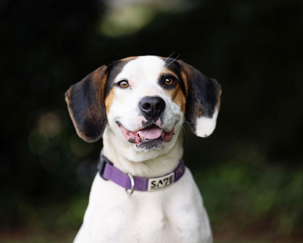 Farrah, Adoptable, Young Female Beagle.