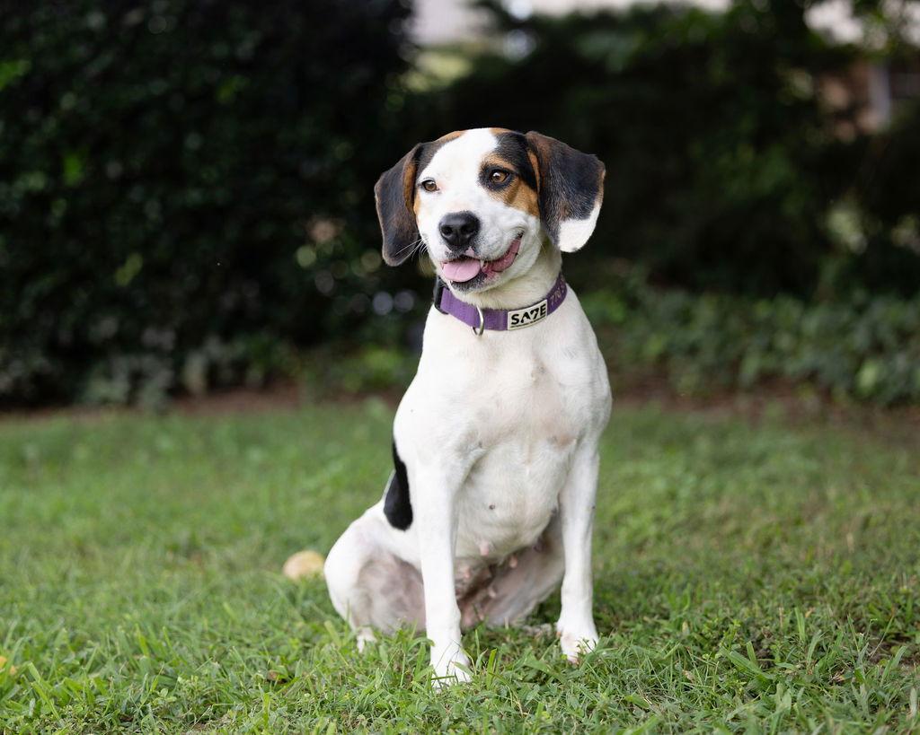 Farrah, a Adoptable Beagle in Decatur, GA image 2/2