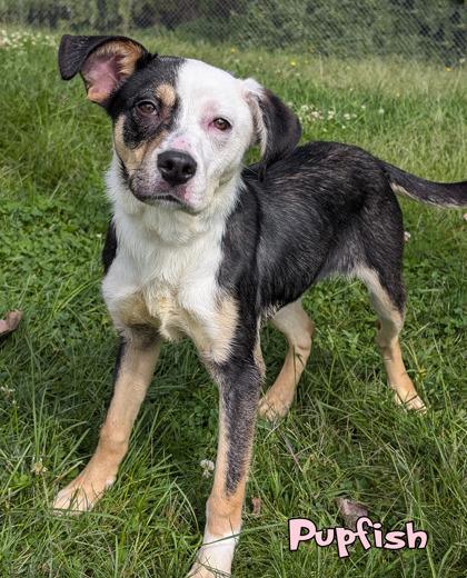Enlarge Pupfish (surgery 9/14), a Adoptable mixed breed in Mason, MI image 1/2