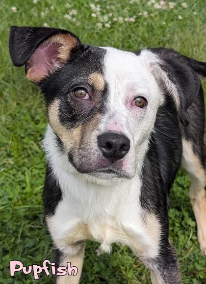 Enlarge Pupfish (surgery 9/14), a Adoptable mixed breed in Mason, MI image 2/2