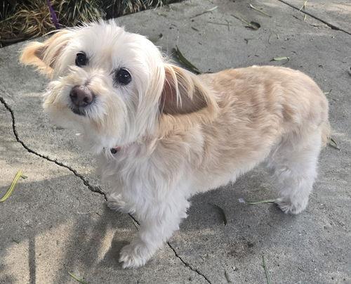 BB Phoebe, adopted, Senior Female Maltese & Yorkshire Terrier.