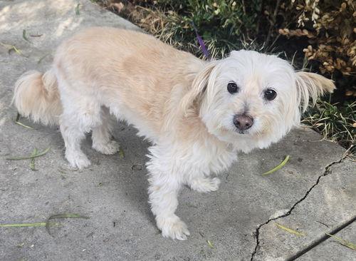 Enlarge BB Phoebe, an adopted mixed breed in Henderson, NV image 2/3