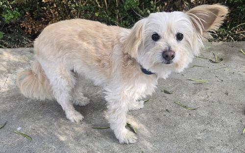 BB Phoebe, adopted, Senior Female Maltese & Yorkshire Terrier.