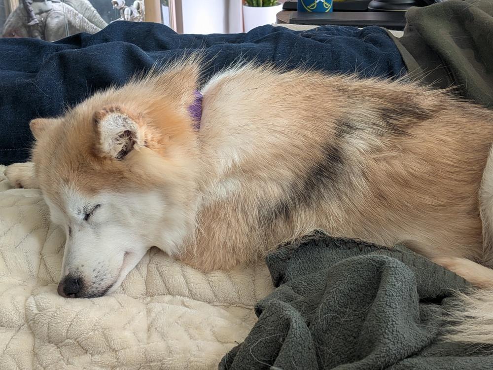 Aurora, Adoptable, Adult Female Pomeranian & Siberian Husky.