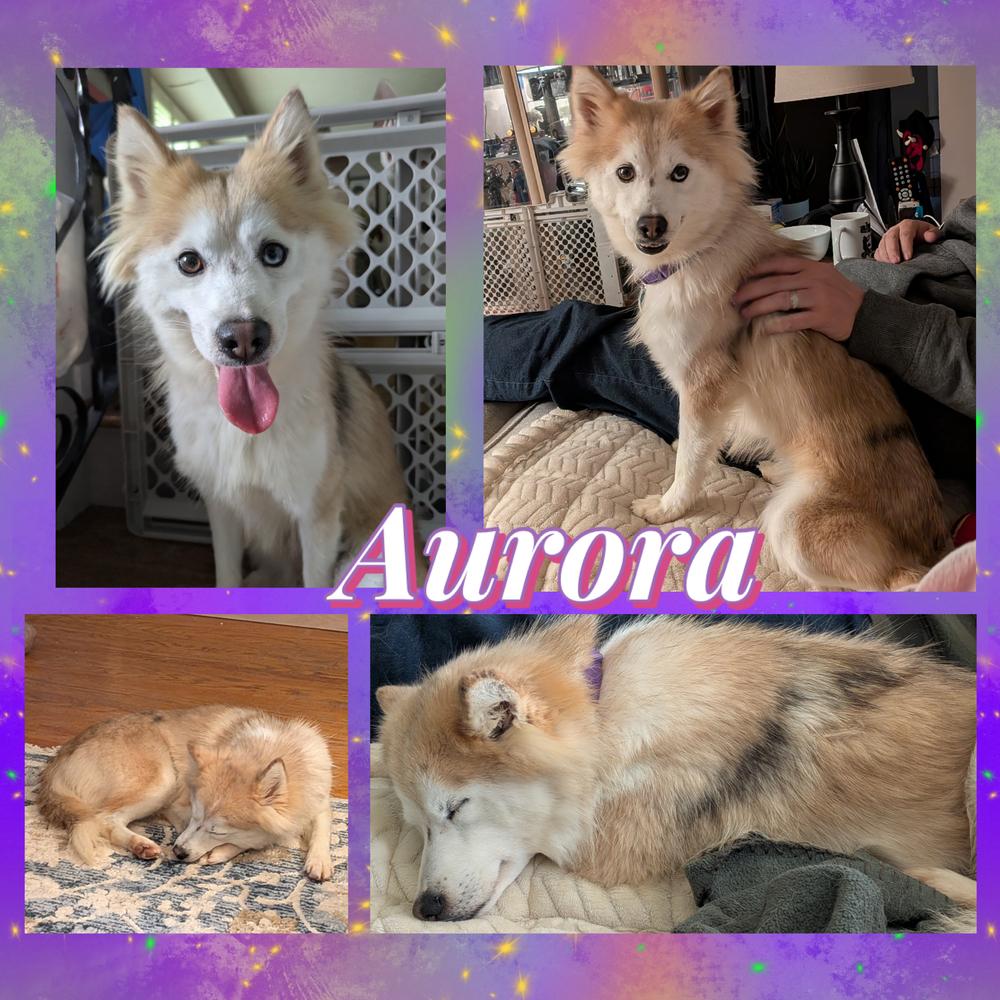 Aurora, a Adoptable mixed breed in Amherst, NY image 2/5