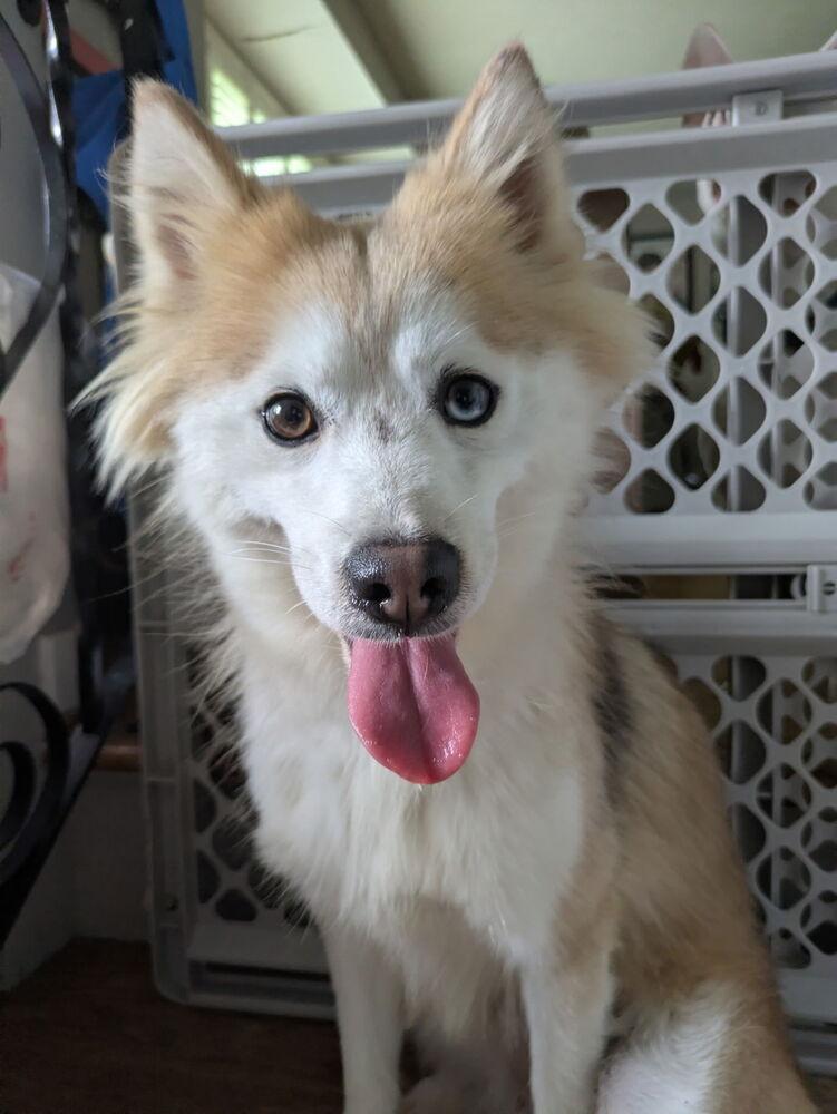 Aurora, a Adoptable mixed breed in Amherst, NY image 3/5