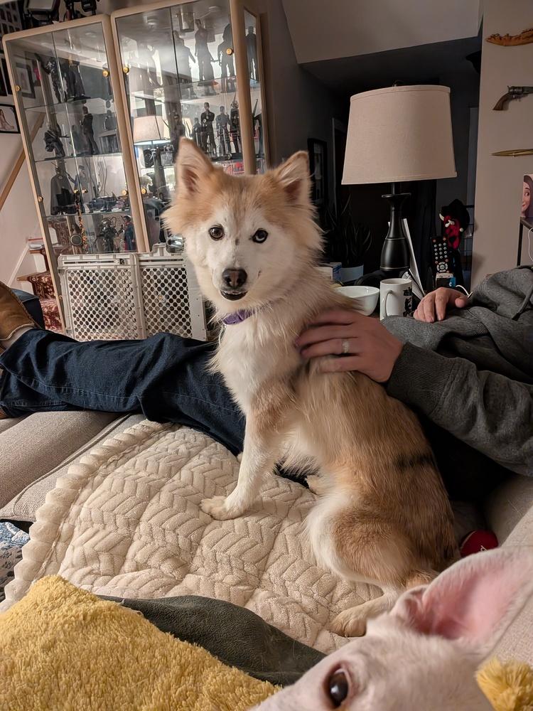 Aurora, a Adoptable mixed breed in Amherst, NY image 5/5